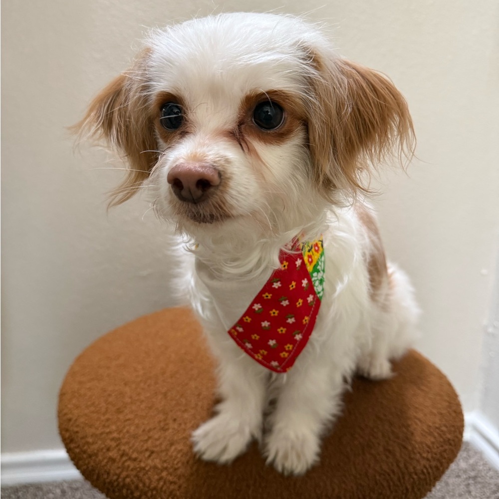 Red Floral Dog Bandana